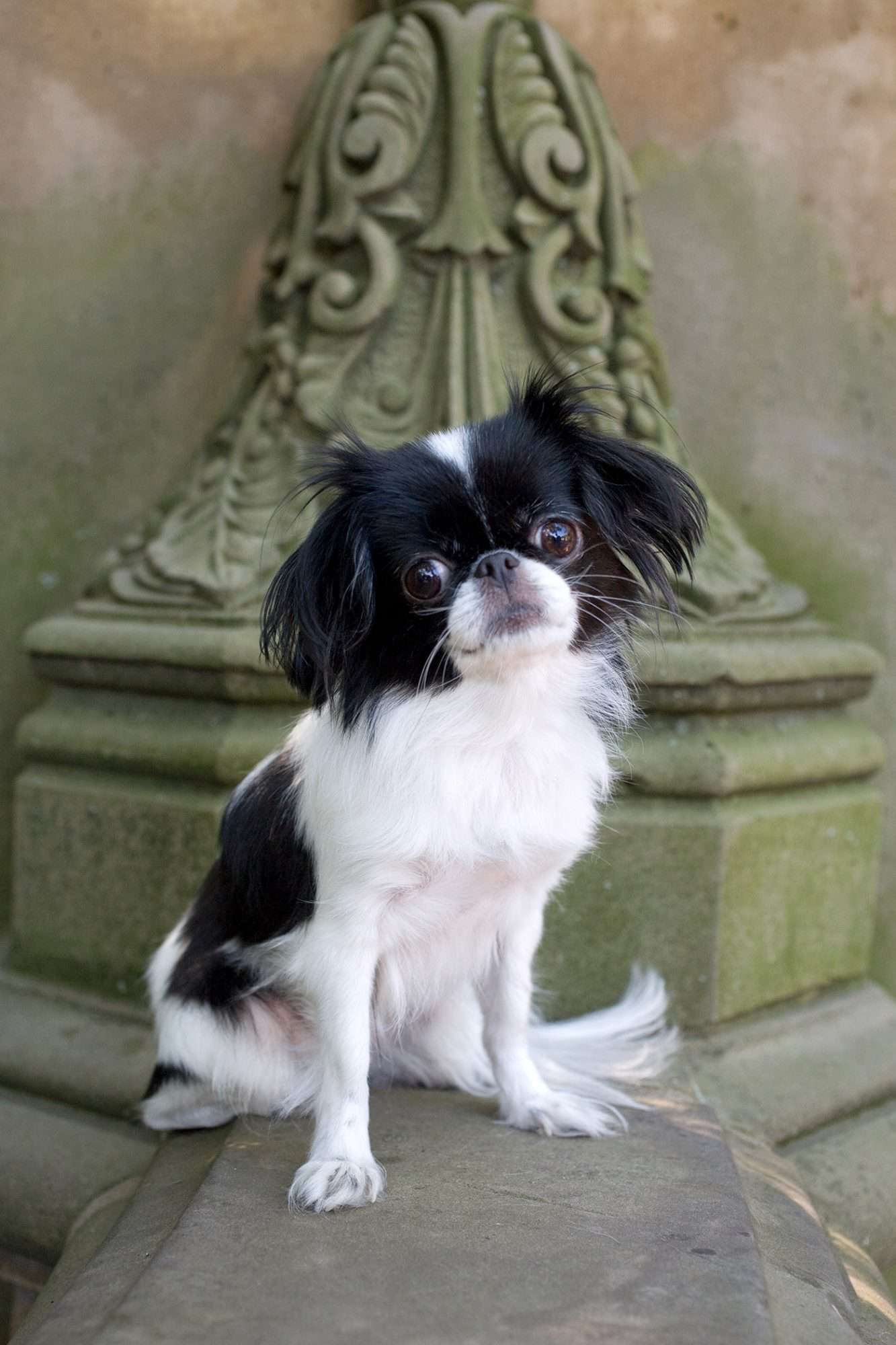 Small Long Hair Dog Grooming Johannesburg | Shih Tzu & Maltese Groomers