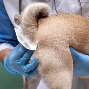 Anal Gland Expression Johannesburg | Muntah Claws