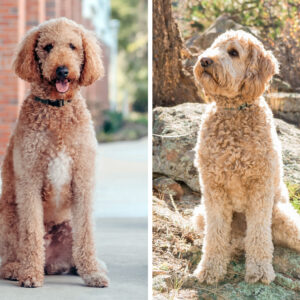 Labra and Golden Doodle Grooming Service
