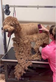 Labra and Golden Doodle Matted Brush Out or Shave Grooming Service Johannesburg