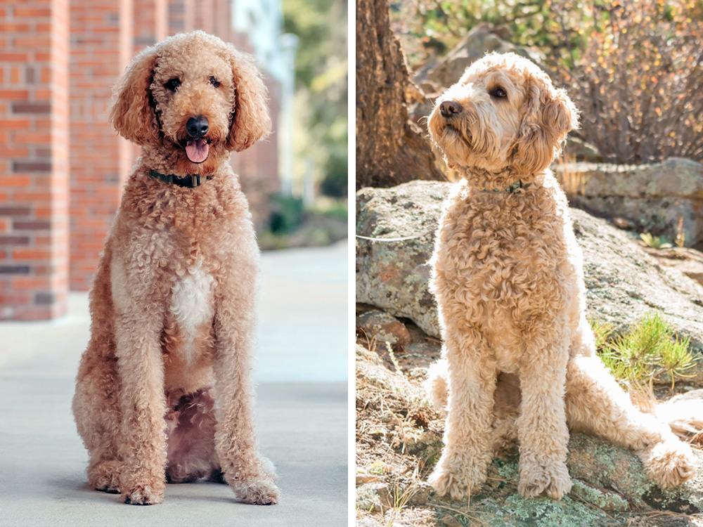 Labra and Golden Doodle Grooming Service
