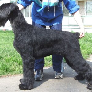 LARGE TERRIER OR STANDARD SCHNAUZER
