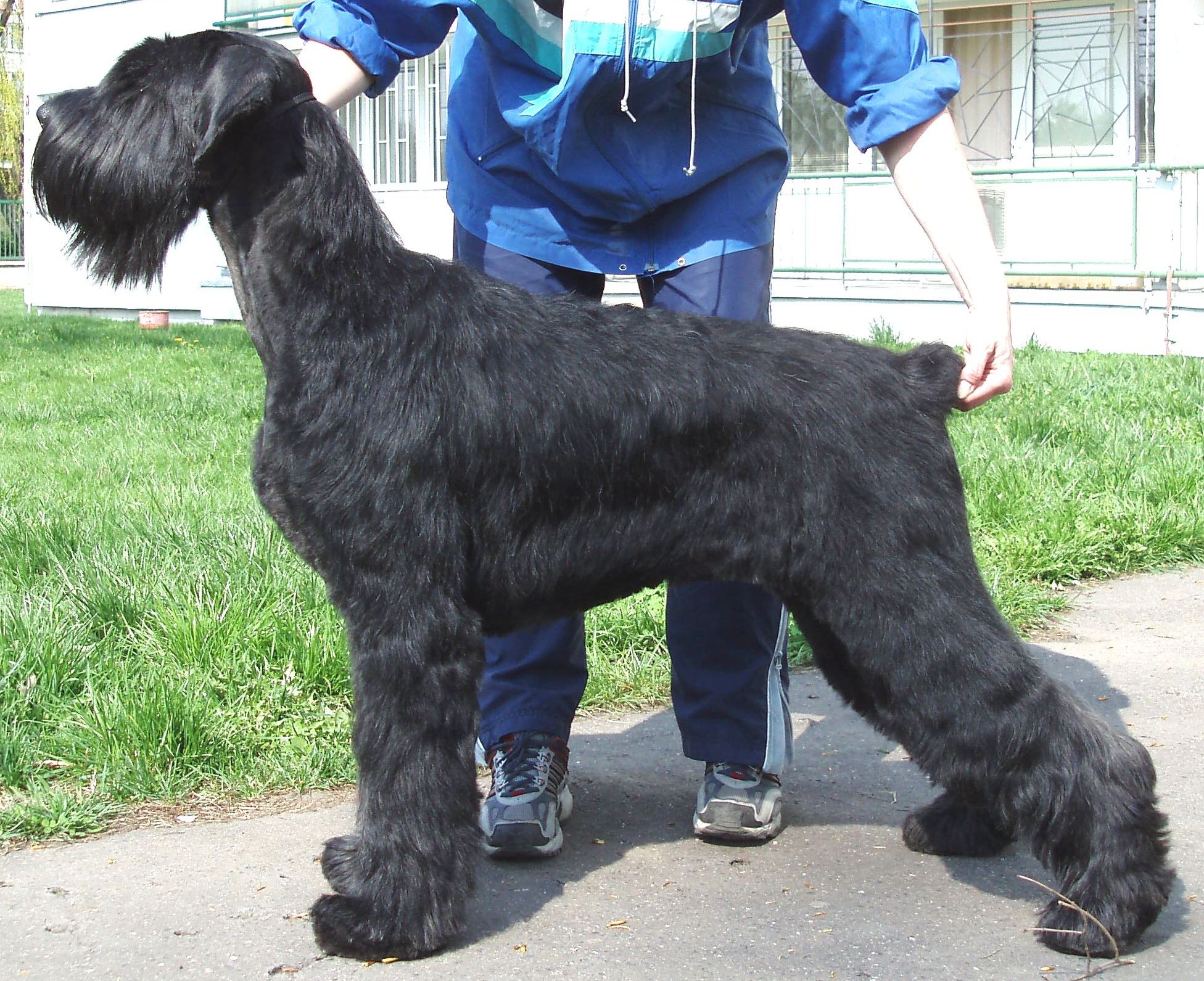 LARGE TERRIER OR STANDARD SCHNAUZER