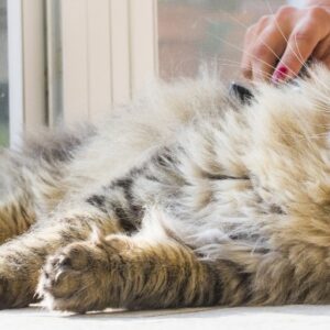 Long Hair Cats Matted Grooming Service