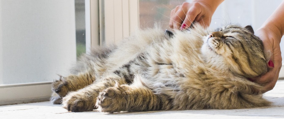 Long Hair Cats Matted Grooming Service