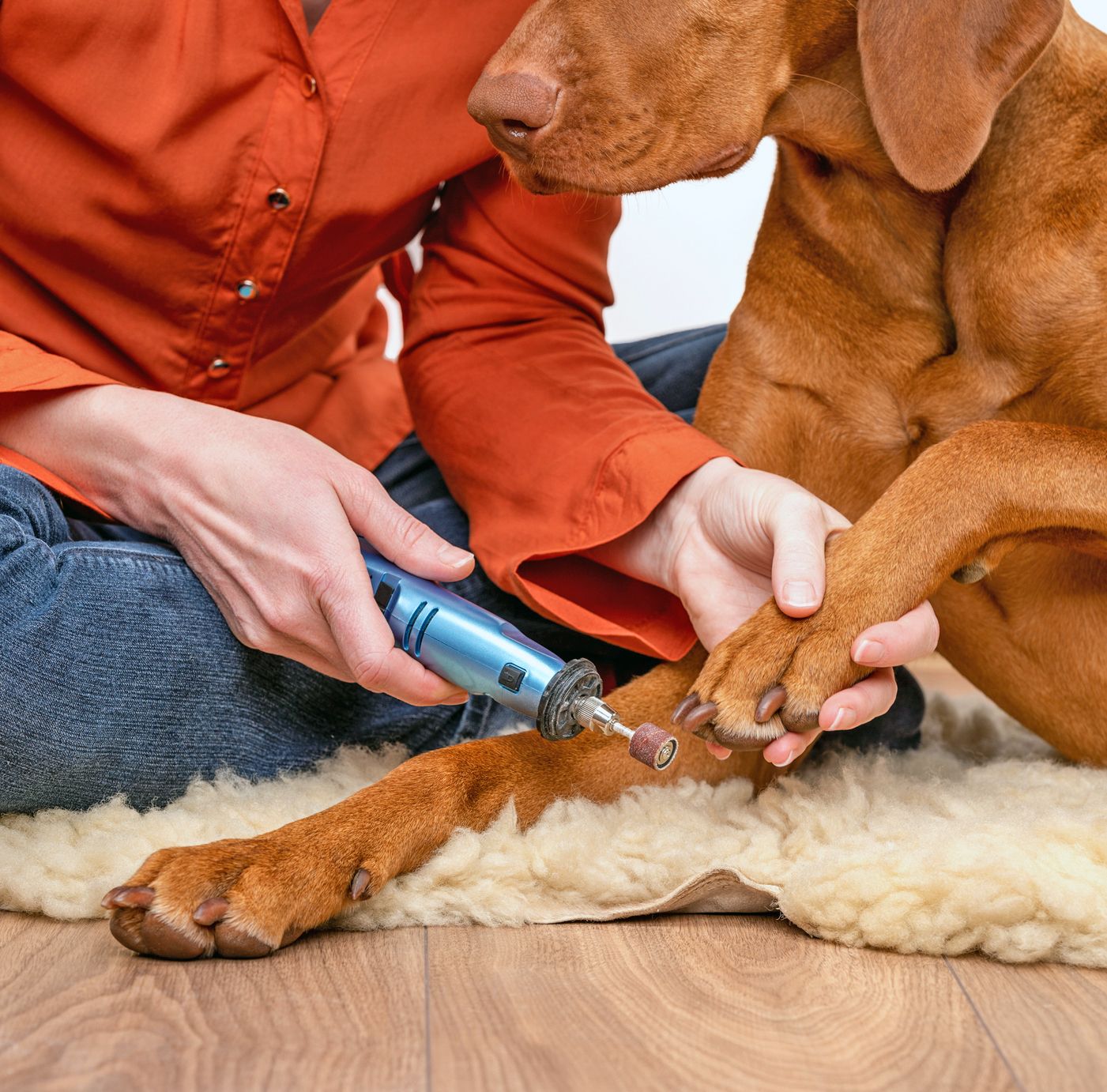 Giant Dog Nail Clipping Johannesburg | Muntah Claws