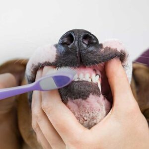 Dog Teeth Brushing Johannesburg | Muntah Claws