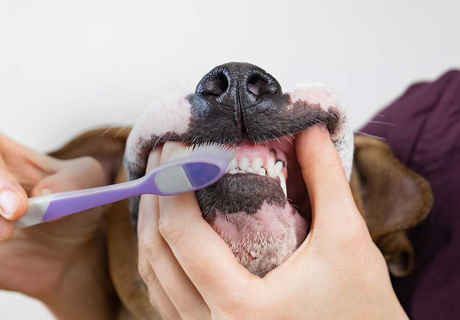 Dog Teeth Brushing Johannesburg | Muntah Claws